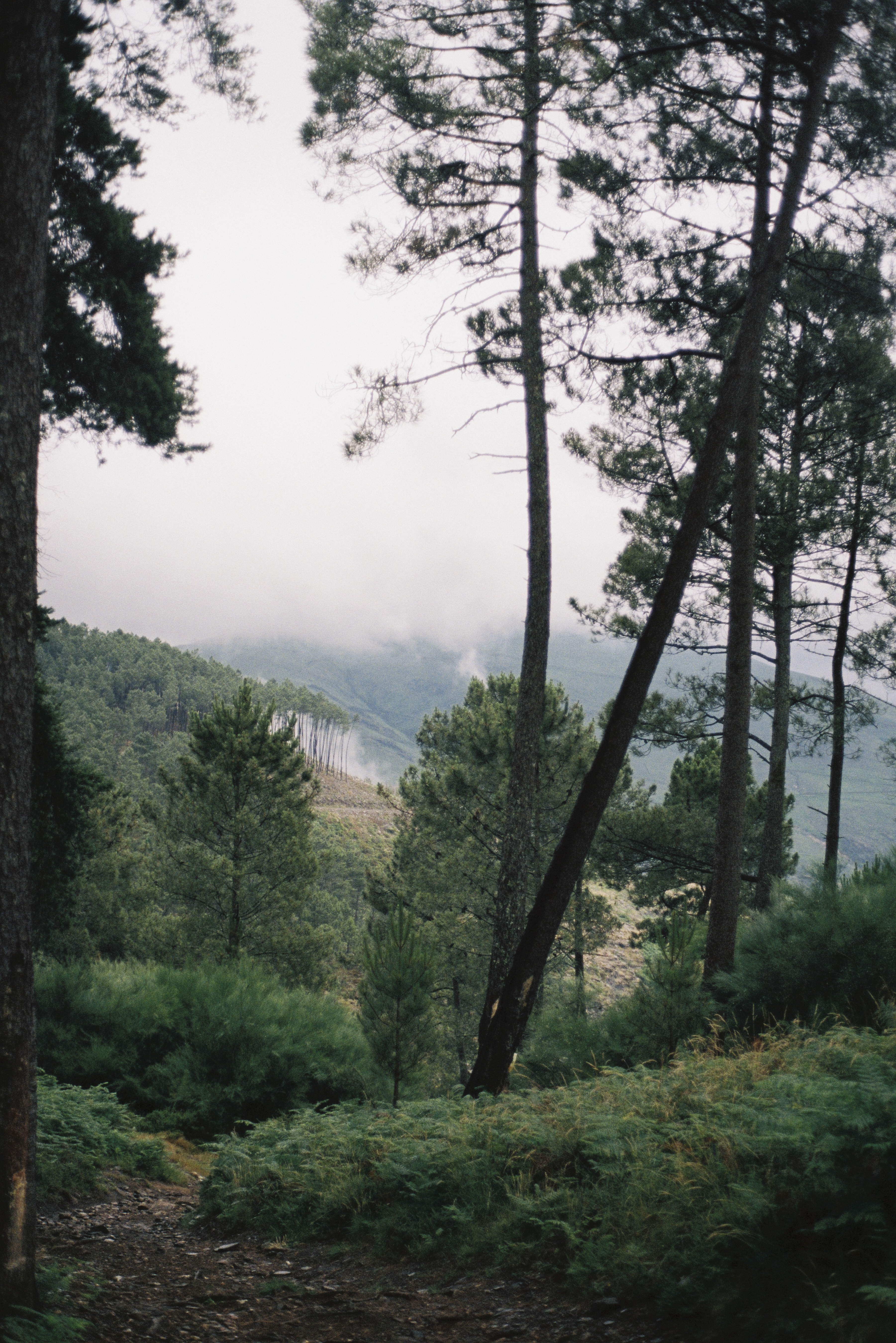 Analog Photography